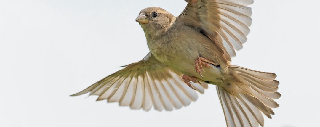 Finch GraphQL - a chatty bird.